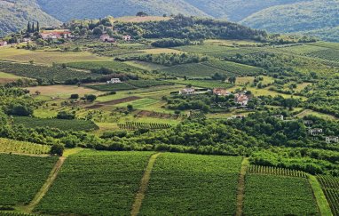 Privatna vinska tura Istra